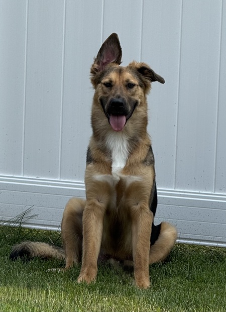 Entry image for Dug. Clicking this image will show a larger photo