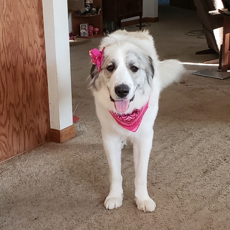 Entry image for Dixie. Clicking this image will show a larger photo