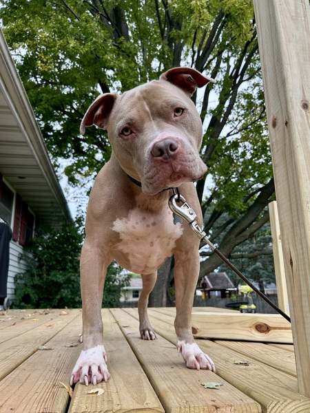 Entry image for Diesel. Clicking this image will show a larger photo