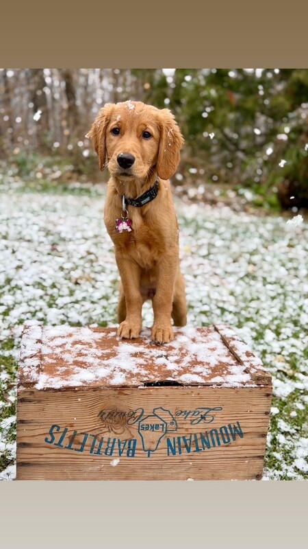 Entry image for Hazel. Clicking this image will show a larger photo