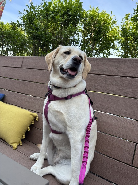 Entry image for Beula. Clicking this image will show a larger photo