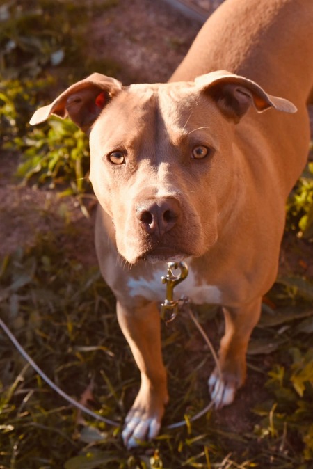 Entry image for Shelby . Clicking this image will show a larger photo