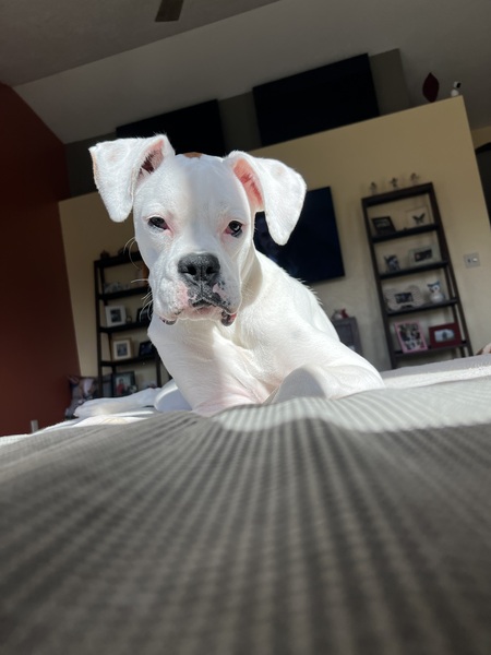 Entry image for Stella. Clicking this image will show a larger photo