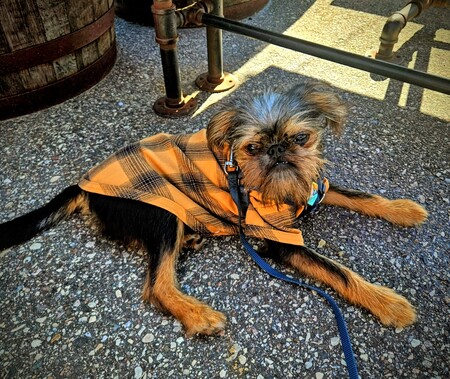 Entry image for Bitters . Clicking this image will show a larger photo