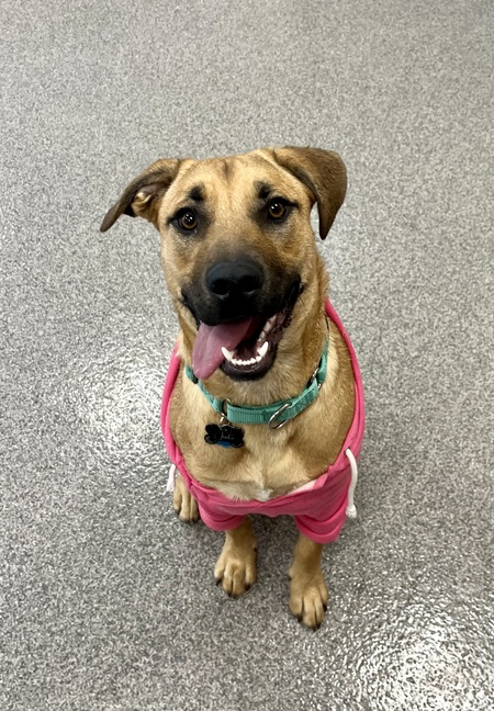 Entry image for Judo. Clicking this image will show a larger photo