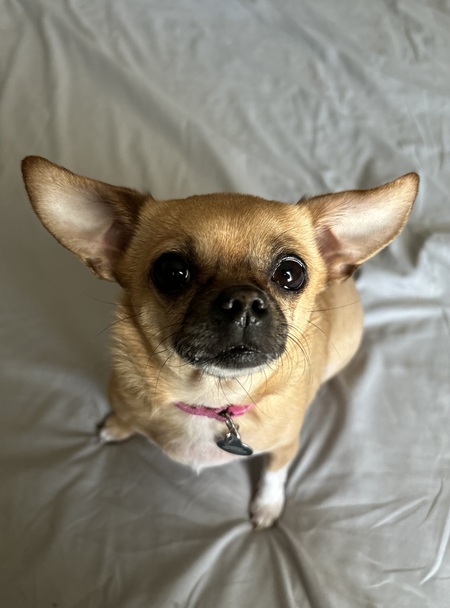 Entry image for Cheerio. Clicking this image will show a larger photo