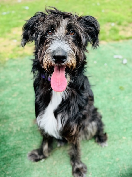 Entry image for Poppy. Clicking this image will show a larger photo