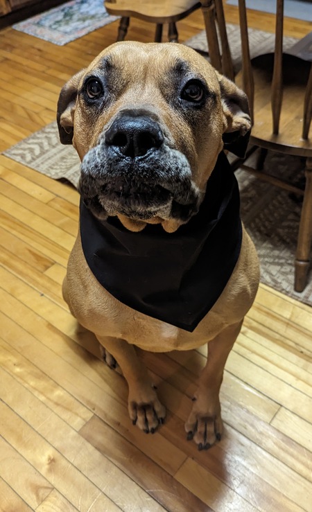 Entry image for Zeus. Clicking this image will show a larger photo