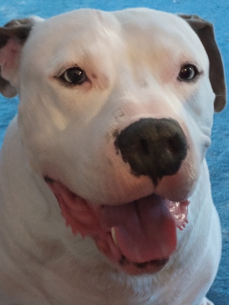 Entry image for Teddy. Clicking this image will show a larger photo