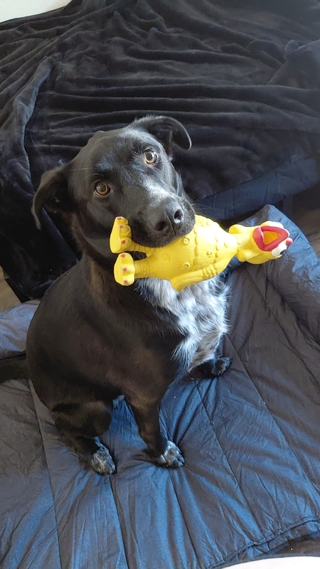 Entry image for Mal. Clicking this image will show a larger photo