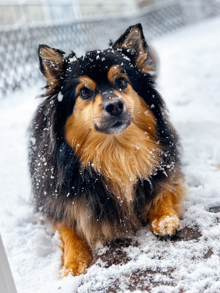 Entry image for Koda. Clicking this image will show a larger photo