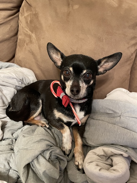 Entry image for Gracie. Clicking this image will show a larger photo