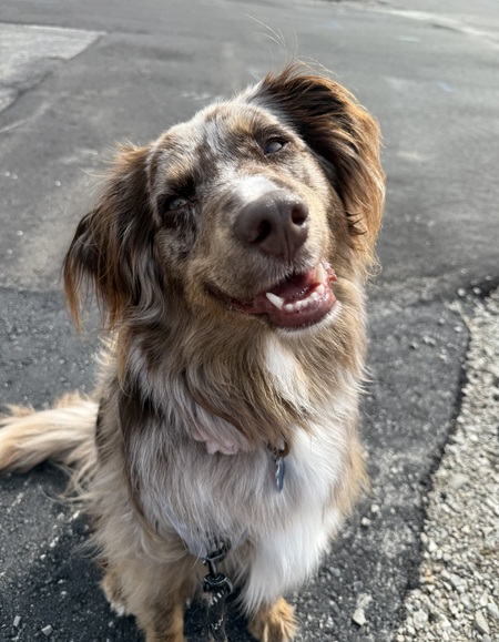 Entry image for Sansa. Clicking this image will show a larger photo