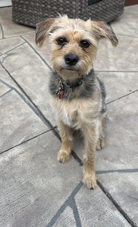 Entry image for Indie . Clicking this image will show a larger photo