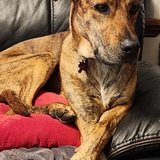 Entry image for Tony