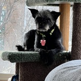 Entry image for Beezer