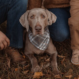 Entry image for Jameson