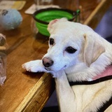 Entry image for Indy