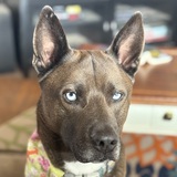 Entry image for Blade