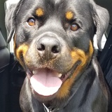 Entry image for Tuco