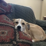 Entry image for Francis