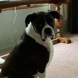 Entry image for Odin