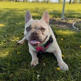 Entry image for Gnocchi 