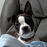 Entry image for Raya