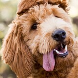 Entry image for Potter