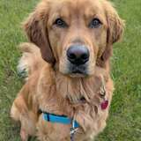 Entry image for Koa-Kai