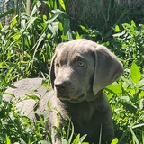 Entry image for Call of the Wild Hi Ho Silver Ruger