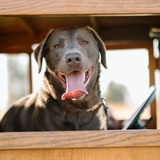 Entry image for ROCKO 