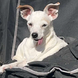 Entry image for Pearl