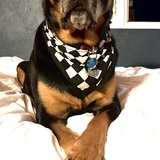 Entry image for Nahla