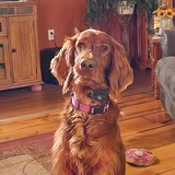 Entry image for Holly