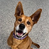 Entry image for Maizy 