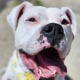 Entry image for Frankie