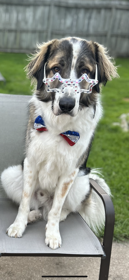 Entry image for Murphy. Clicking this image will show a larger photo