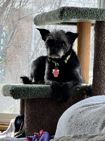 Entry image for Beezer. Clicking this image will show a larger photo