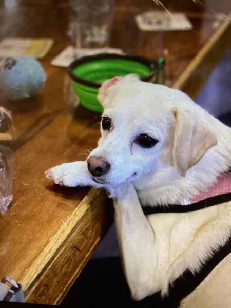 Entry image for Indy. Clicking this image will show a larger photo