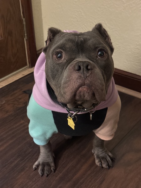 Entry image for Stanley. Clicking this image will show a larger photo