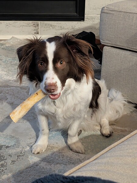 Entry image for Bentley . Clicking this image will show a larger photo