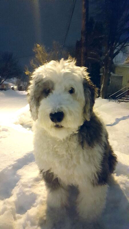 Entry image for Ginny. Clicking this image will show a larger photo