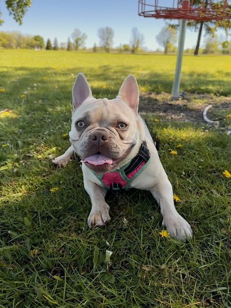 Entry image for Gnocchi . Clicking this image will show a larger photo