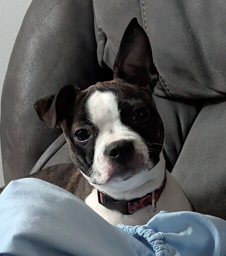 Entry image for Raya. Clicking this image will show a larger photo