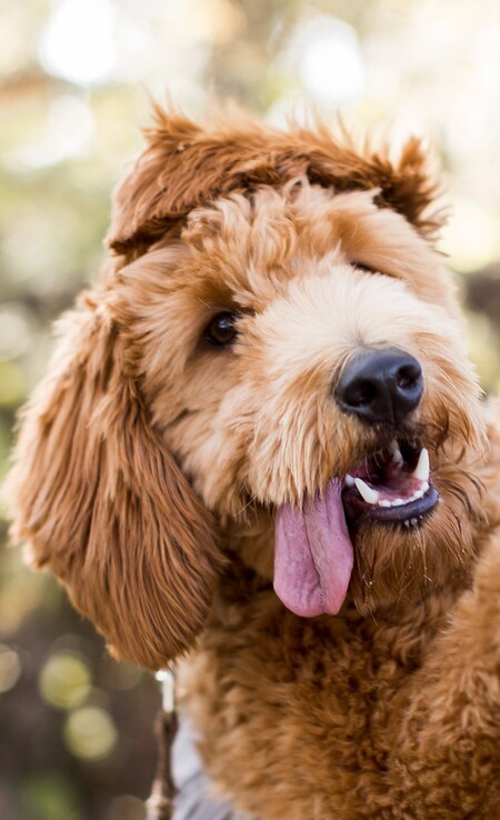 Entry image for Potter. Clicking this image will show a larger photo