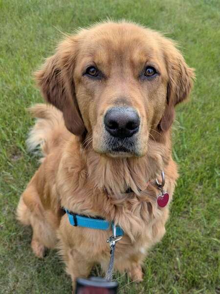 Entry image for Koa-Kai. Clicking this image will show a larger photo