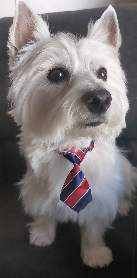 Entry image for Archie. Clicking this image will show a larger photo