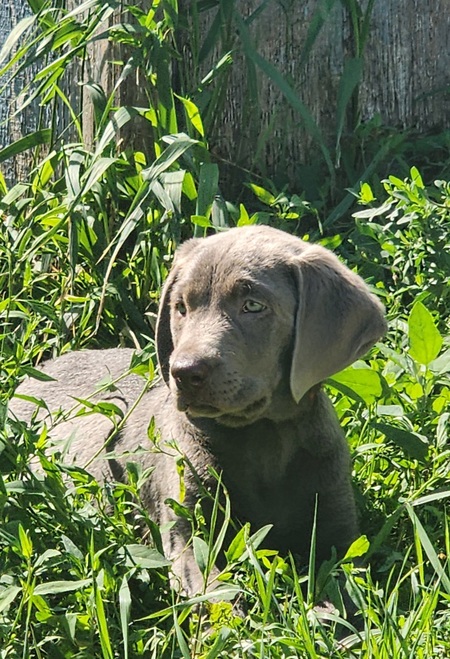 Entry image for Call of the Wild Hi Ho Silver Ruger. Clicking this image will show a larger photo