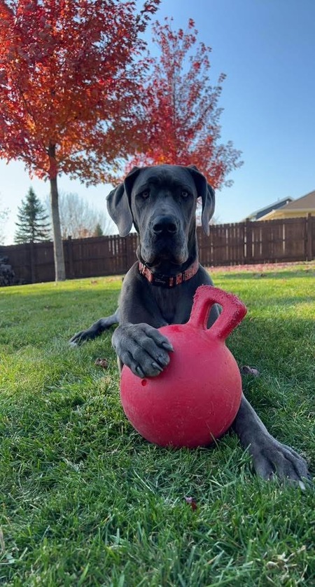 Entry image for Kala. Clicking this image will show a larger photo